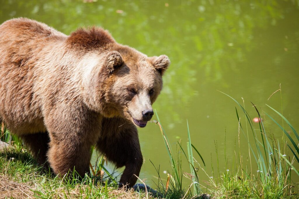 Canada bear Albert park e1614089851792