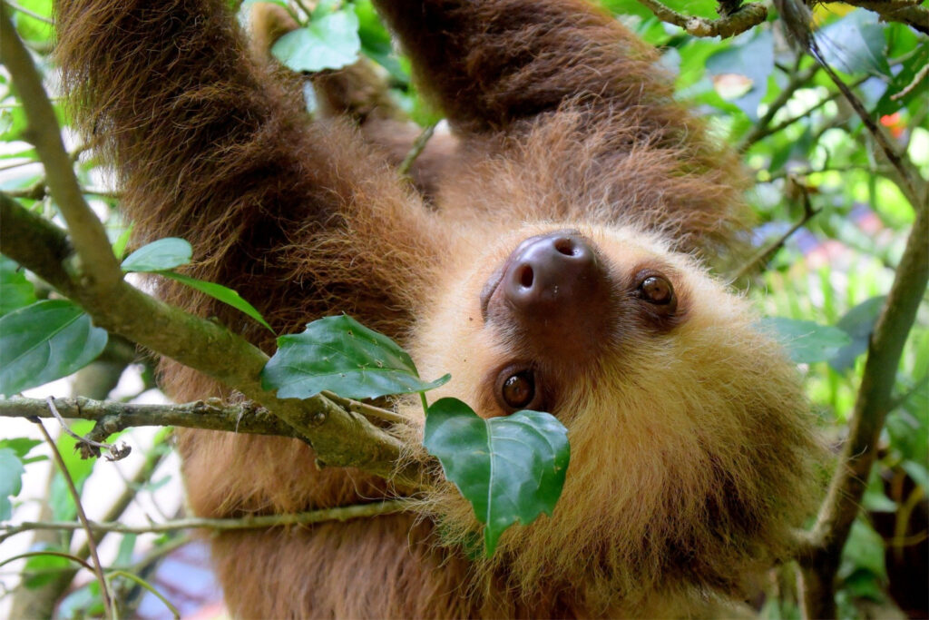 Costa Rica Sloth Puerto Viejo