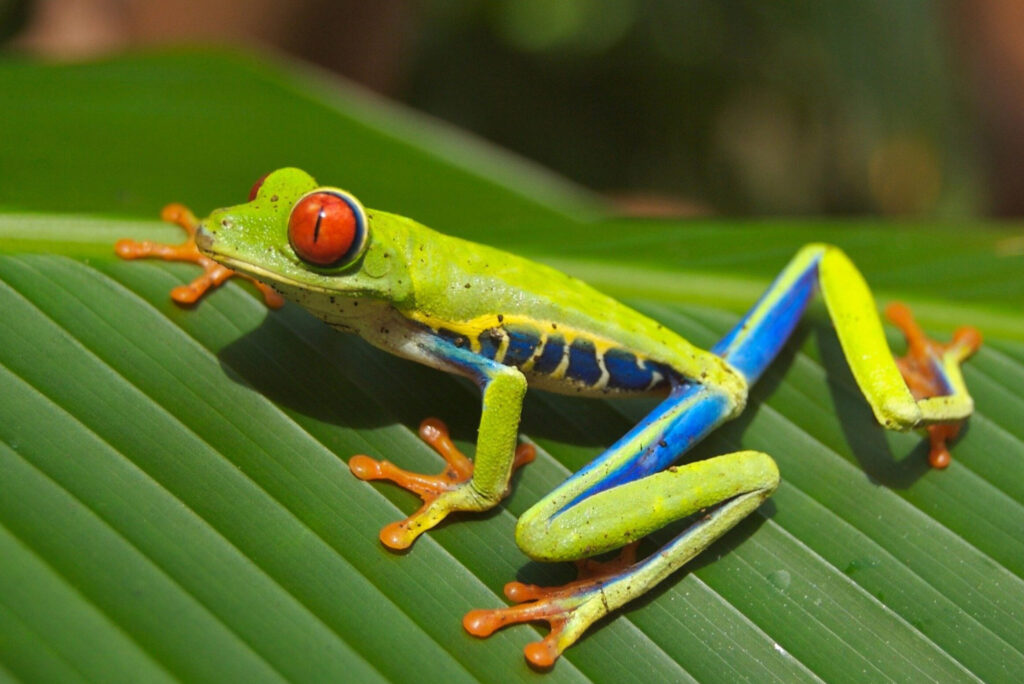 Costa Rica kikker geschubd e1612966313207