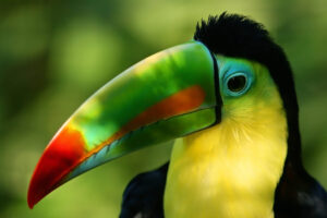 Costa Rica toucan scaled e1612444031919