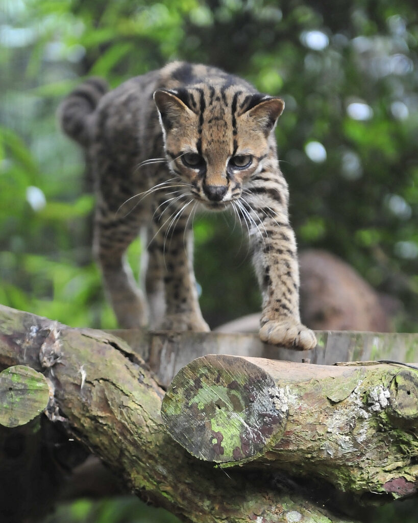 Chat tigre