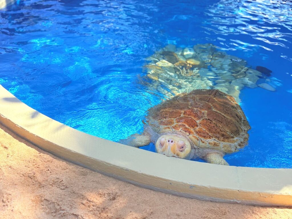 Praia do Forte Projeto Tamar Sea turtle protection 3