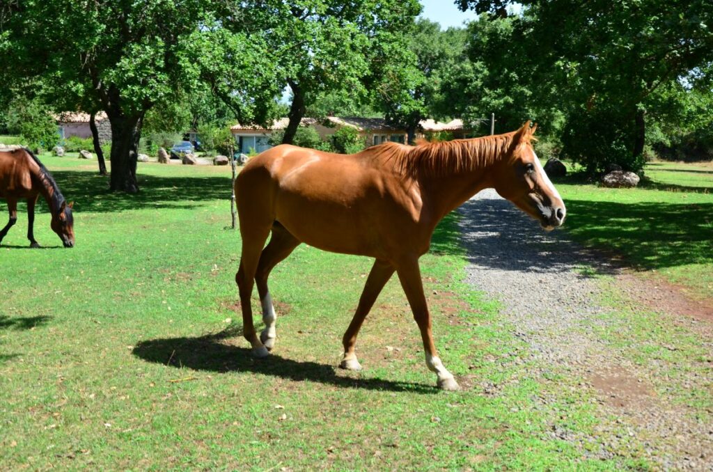 Sardinia on horseback 1