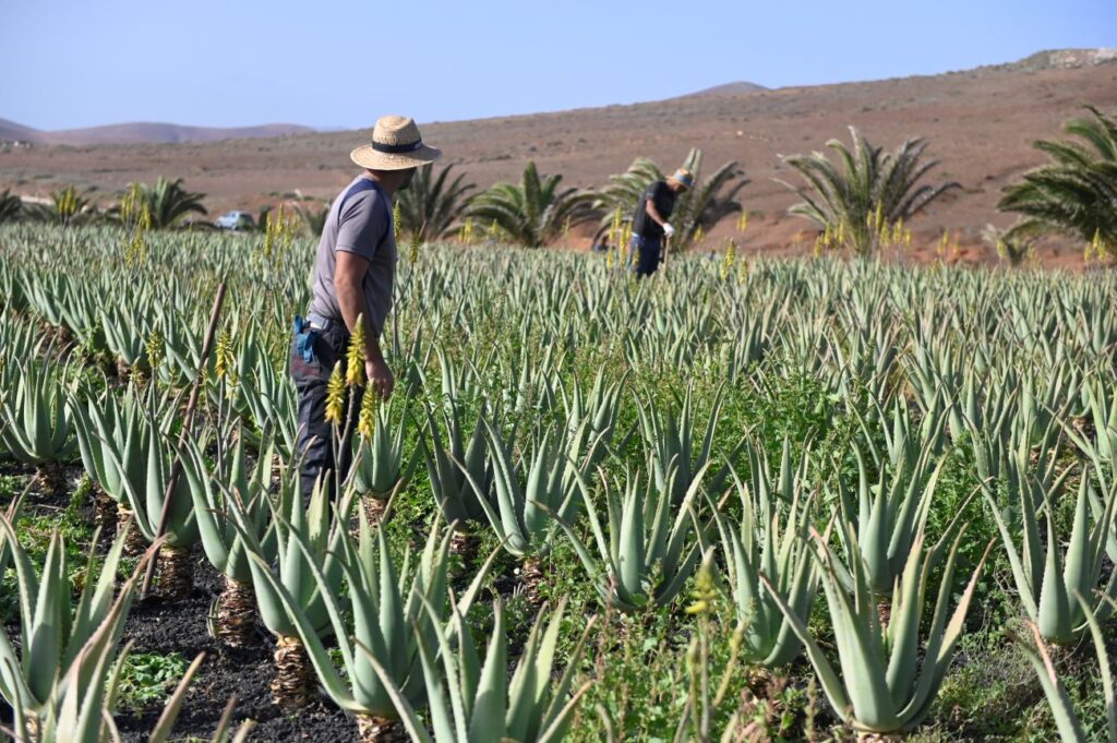 Fuerteventura kampioen daloe vera 1