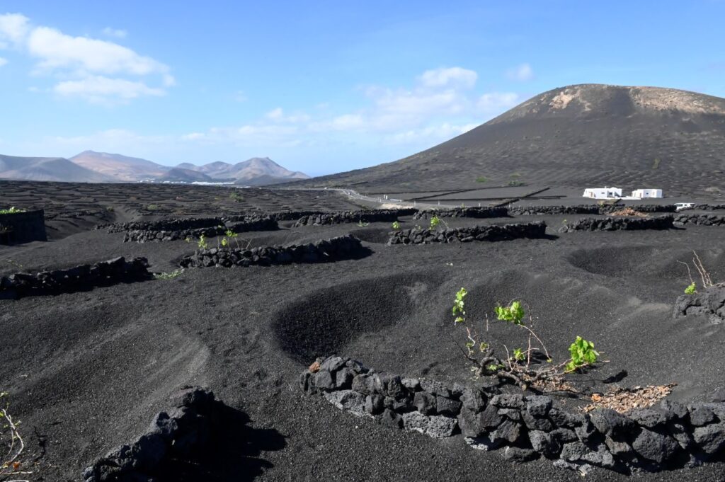 Vulkaanwijngaarden Lanzarote