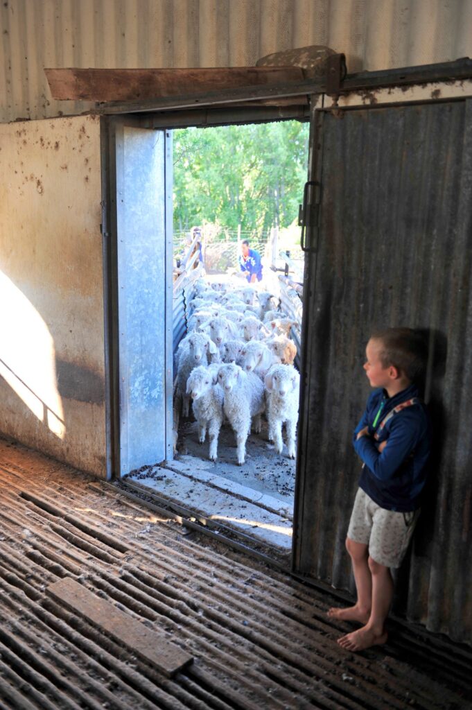 Afrikaner boerderij Murraysburg 2