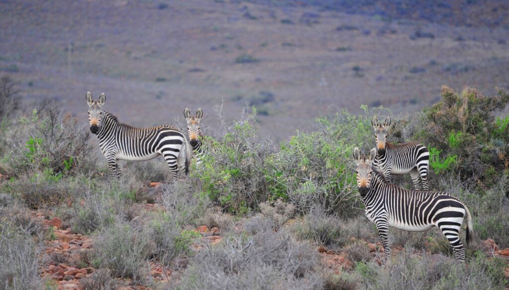 Karoo National Park bergzebra's