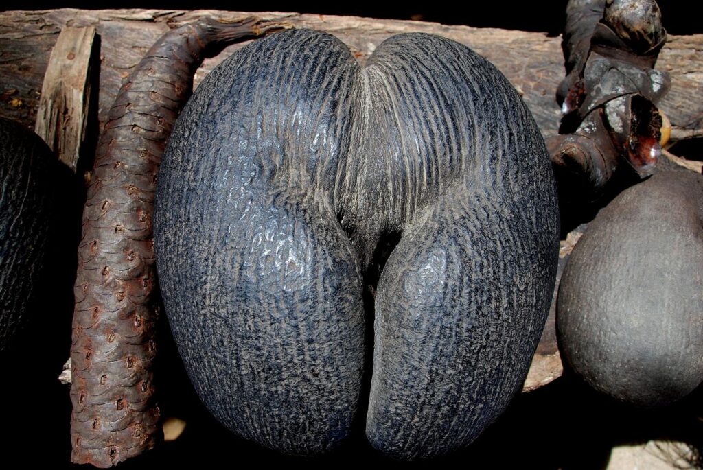 Zeekokosnoot mannelijke en vrouwelijke vruchten