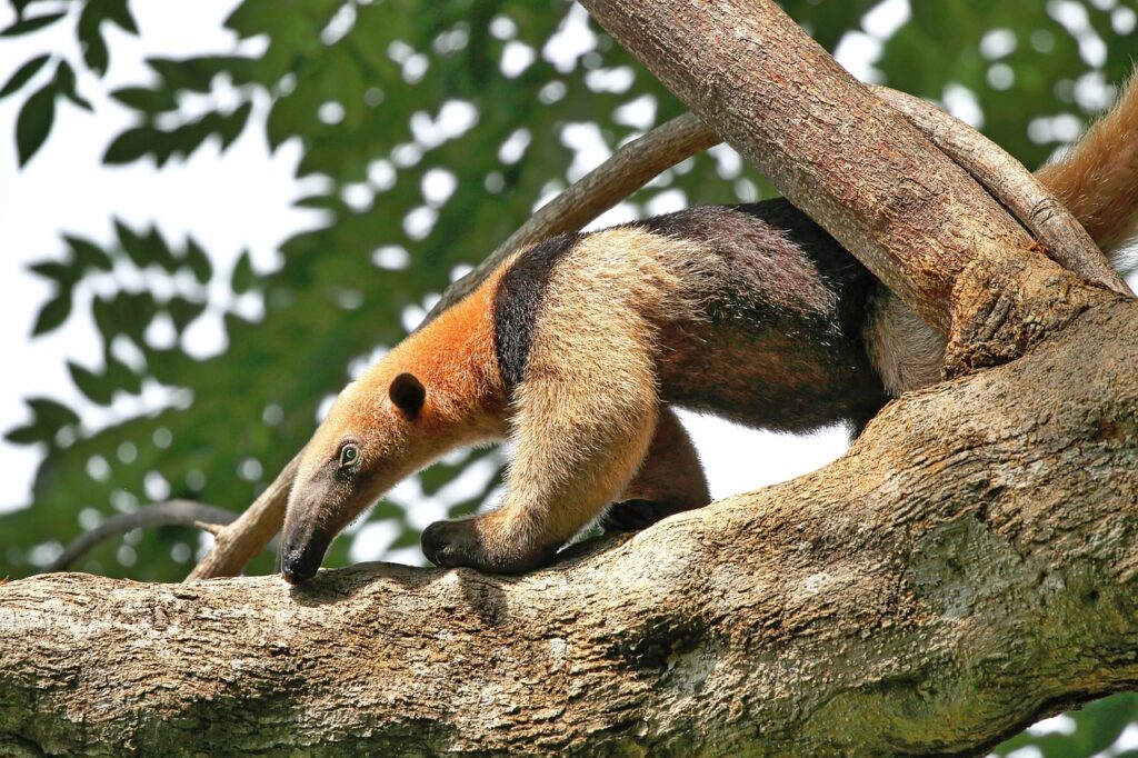 sdm2019 anteater 4906834 1280
